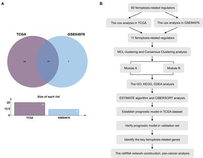 Analysis of Ferroptosis-Mediated Modification Patterns and Tumor Immune Microenvironment Characterization in Uveal Melanoma